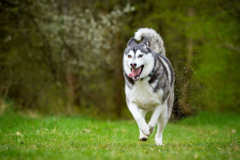 Gesundes Hundefutter für Siberian Huskies