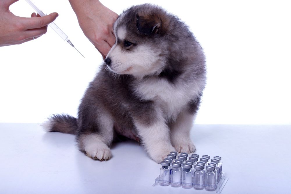Husky Impfungen