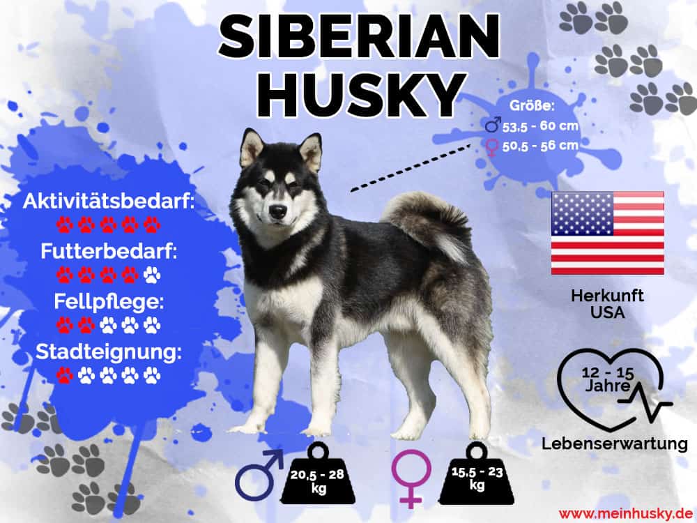 Siberian Husky Infografik