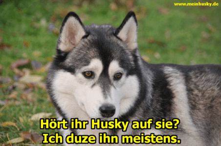 Husky Zitate und Sprüche MeinHusky.de