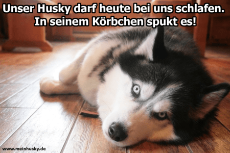 Husky Zitate und Sprüche MeinHusky.de