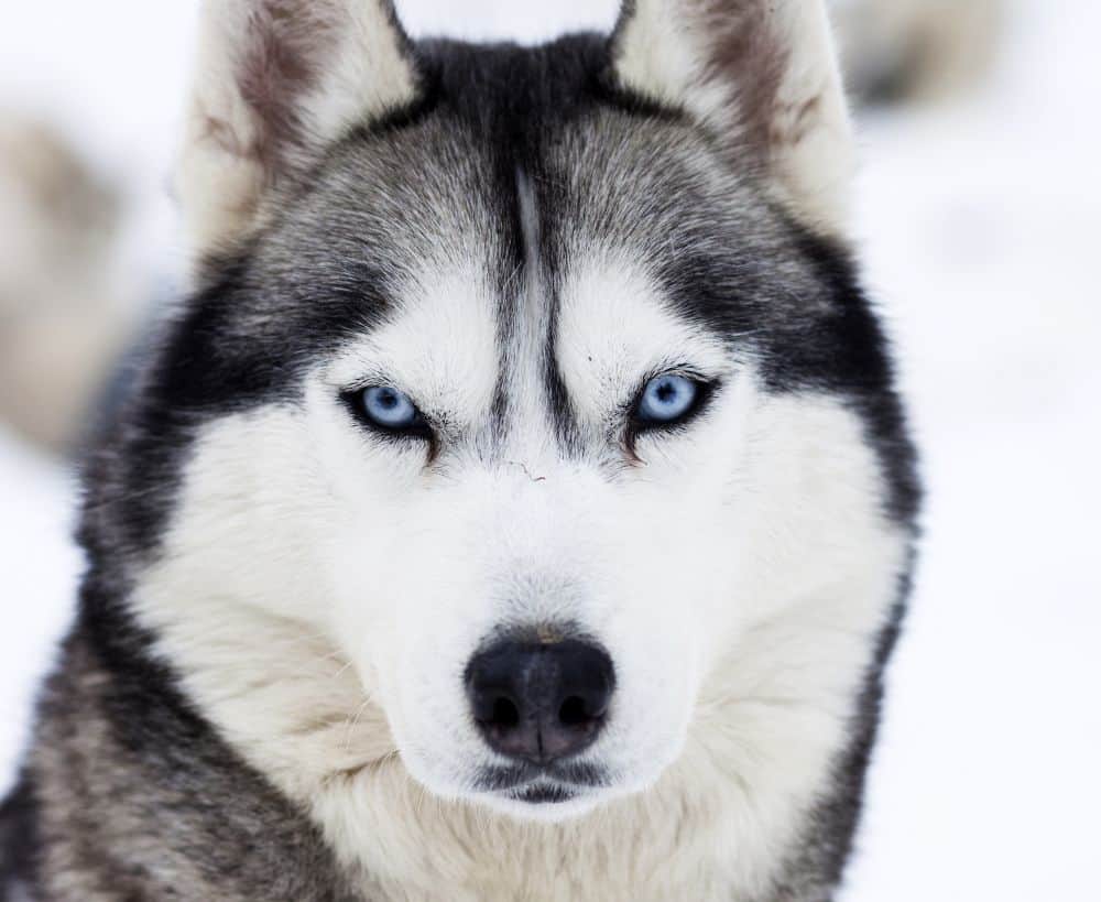 Hund Husky mit blauen Augen im Schnee