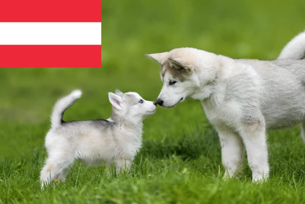 Husky Züchter mit Welpen Österreich