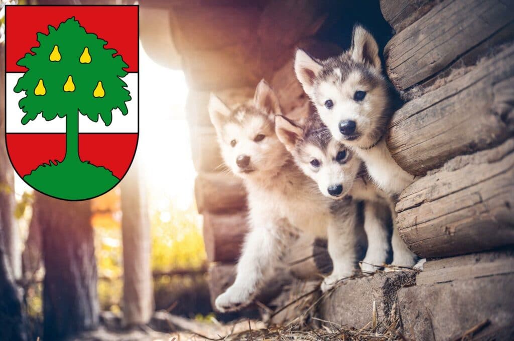 Husky Züchter mit Welpen Dornbirn, Österreich