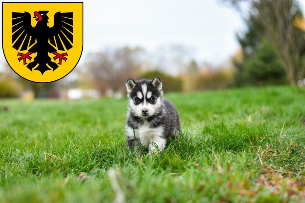 Husky Züchter mit Welpen Dortmund, Nordrhein-Westfalen