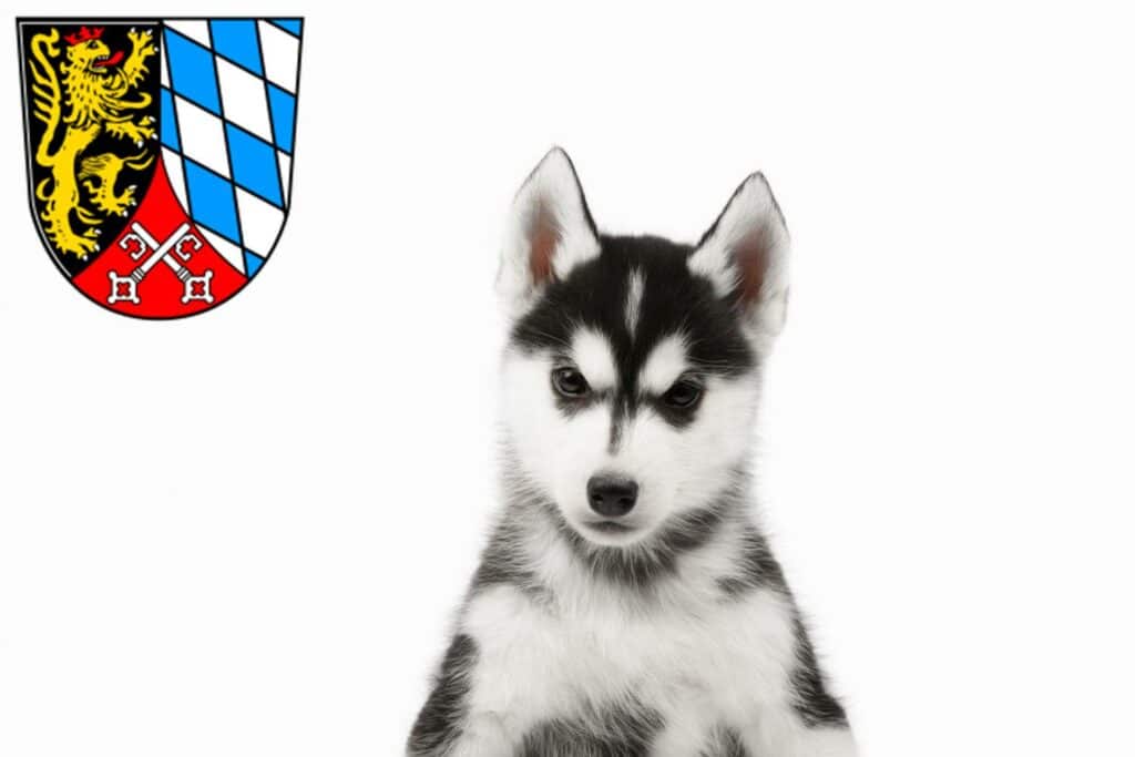Husky Züchter mit Welpen Oberpfalz, Bayern
