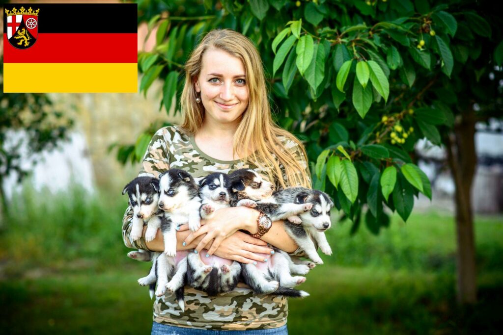 Husky Züchter mit Welpen Rheinland-Pfalz