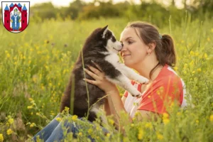 Mehr über den Artikel erfahren Husky Züchter und Welpen in Aschaffenburg