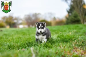 Mehr über den Artikel erfahren Husky Züchter und Welpen in Aurich