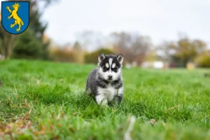 Mehr über den Artikel erfahren Husky Züchter und Welpen in Biberach an der Riß