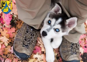 Mehr über den Artikel erfahren Husky Züchter und Welpen in Borna