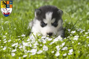 Mehr über den Artikel erfahren Husky Züchter und Welpen in Brake (Unterweser)