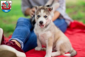 Mehr über den Artikel erfahren Husky Züchter und Welpen in Bremerhaven