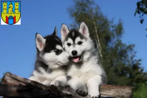 Mehr über den Artikel erfahren Husky Züchter und Welpen in Burg (bei Magdeburg)