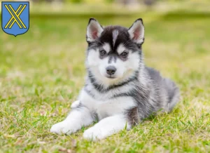 Mehr über den Artikel erfahren Husky Züchter und Welpen in Castrop-Rauxel