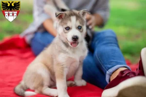 Mehr über den Artikel erfahren Husky Züchter und Welpen in Duisburg