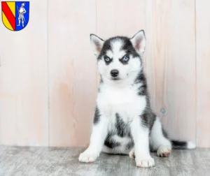 Mehr über den Artikel erfahren Husky Züchter und Welpen in Emmendingen