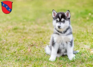 Mehr über den Artikel erfahren Husky Züchter und Welpen in Erbach (Odenwald)