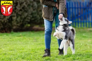 Mehr über den Artikel erfahren Husky Züchter und Welpen in Freudenstadt