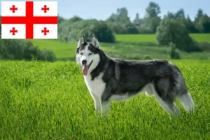 Mehr über den Artikel erfahren Husky Züchter und Welpen in Georgien