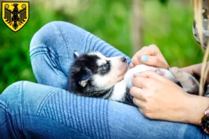 Mehr über den Artikel erfahren Husky Züchter und Welpen in Goslar