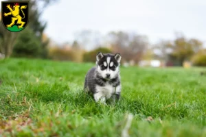 Mehr über den Artikel erfahren Husky Züchter und Welpen in Heidelberg