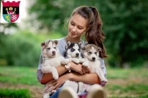 Mehr über den Artikel erfahren Husky Züchter und Welpen in Hofheim am Taunus