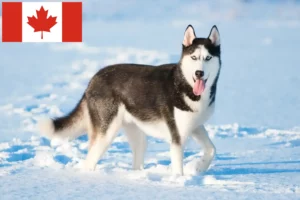 Mehr über den Artikel erfahren Husky Züchter und Welpen in Kanada