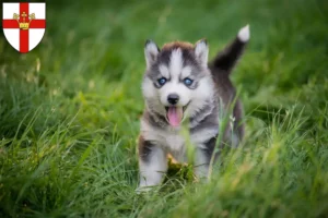 Mehr über den Artikel erfahren Husky Züchter und Welpen in Koblenz