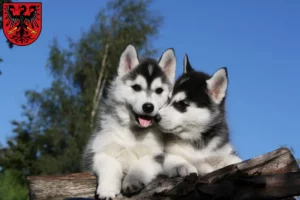 Mehr über den Artikel erfahren Husky Züchter und Welpen in Neumarkt in der Oberpfalz