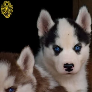 Mehr über den Artikel erfahren Husky Züchter und Welpen in Nordhausen