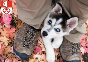 Mehr über den Artikel erfahren Husky Züchter und Welpen in Obwalden