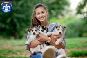 Mehr über den Artikel erfahren Husky Züchter und Welpen in Regen (Stadt)