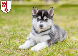 Mehr über den Artikel erfahren Husky Züchter und Welpen in Soest