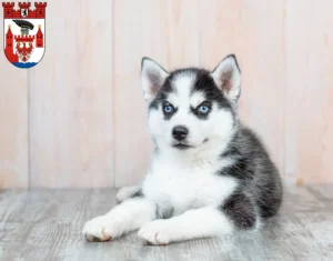 Mehr über den Artikel erfahren Husky Züchter und Welpen in Spandau