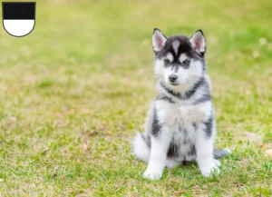 Mehr über den Artikel erfahren Husky Züchter und Welpen in Ulm