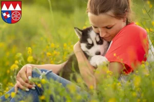 Mehr über den Artikel erfahren Husky Züchter und Welpen in Unterfranken