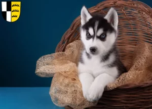 Mehr über den Artikel erfahren Husky Züchter und Welpen im Zollernalbkreis