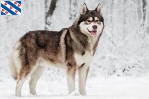 Mehr über den Artikel erfahren Husky Züchter und Welpen in Friesland