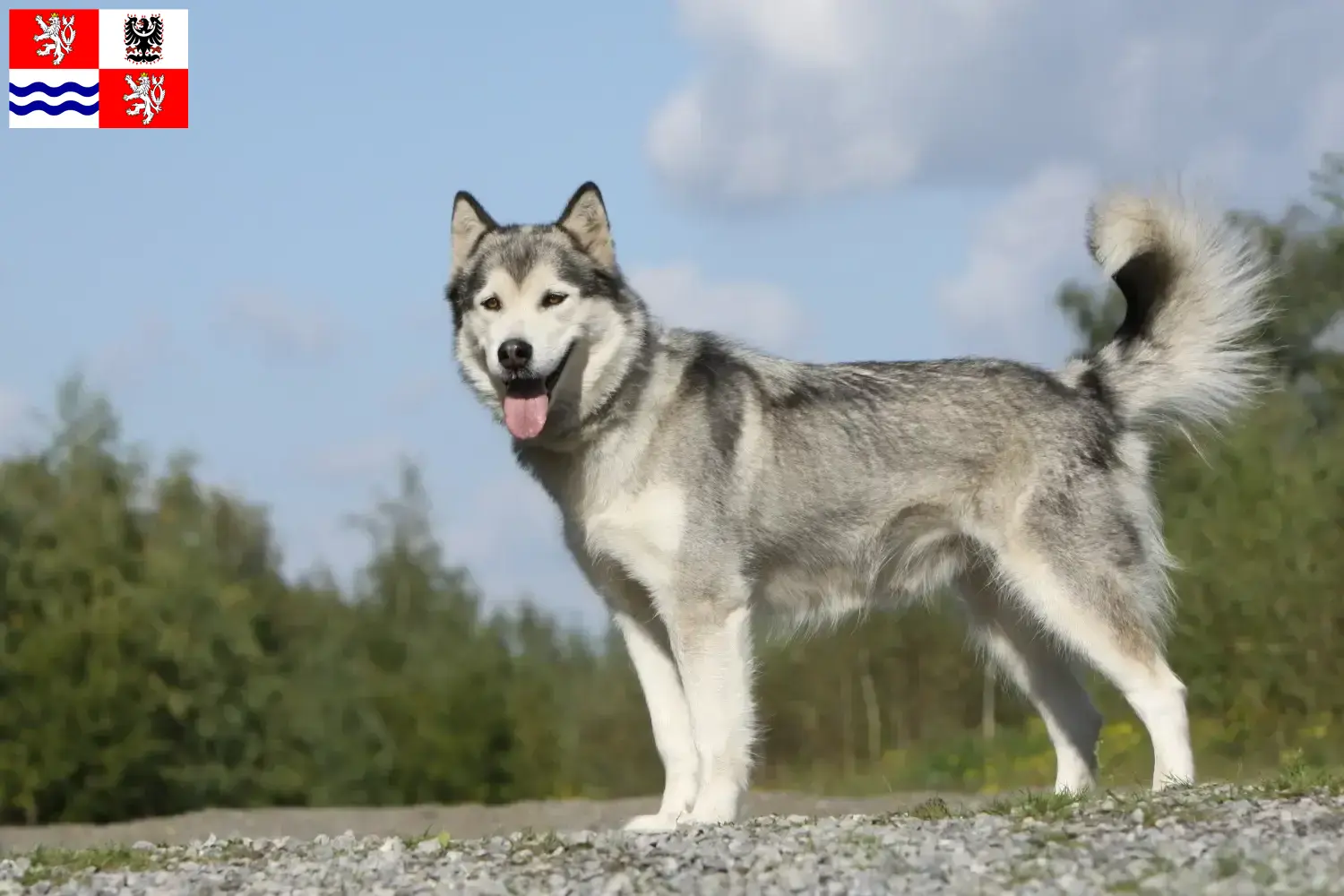 Mehr über den Artikel erfahren Husky Züchter und Welpen in Mittelböhmen