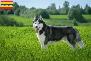 Mehr über den Artikel erfahren Husky Züchter und Welpen in Overijssel