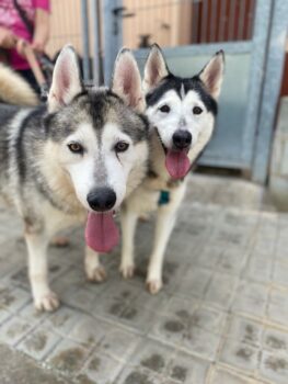 Dringend Endplatz für ARES u. LLUNA gesucht - Tierheim schließt!